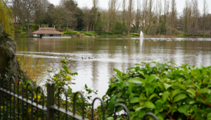 Two ducks swimming in a lake, fountains spraying water in the distance