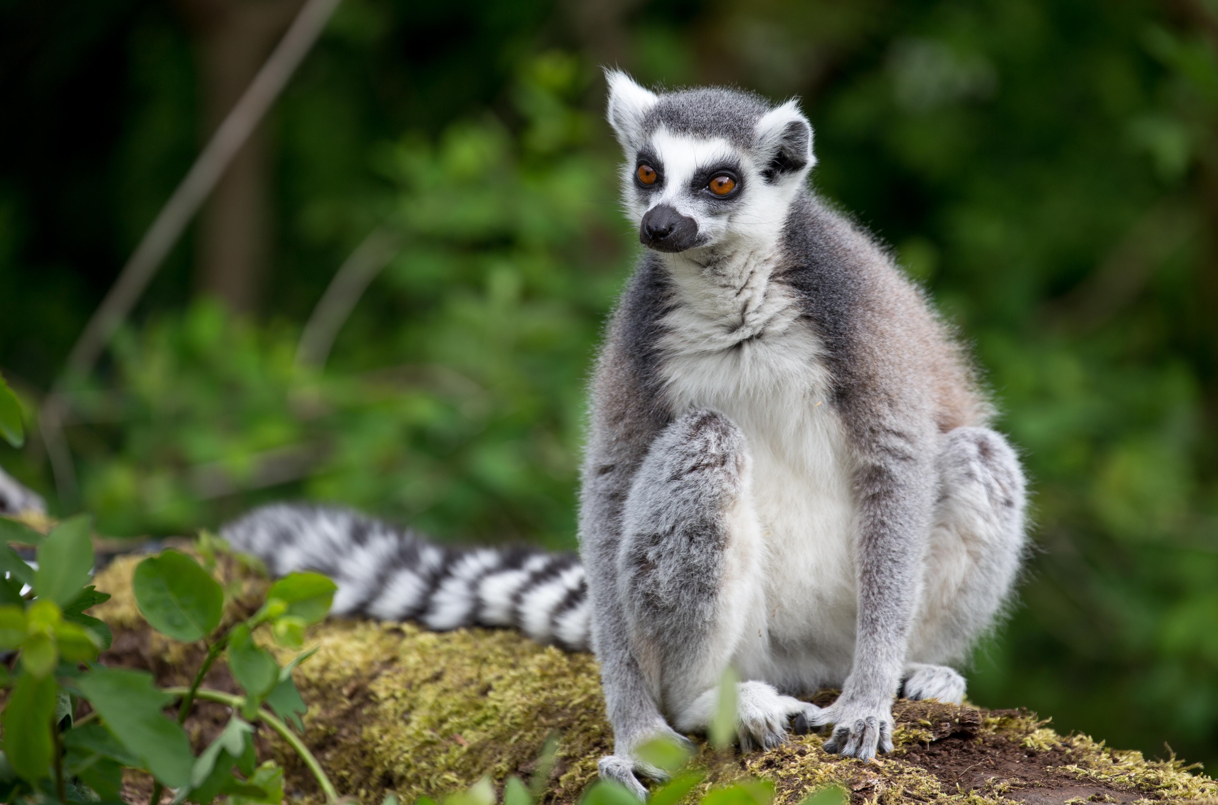 Ring tailed lemur